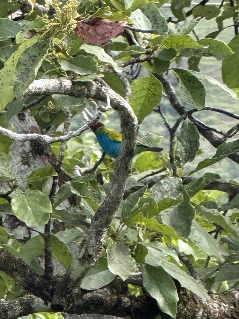 Un visitante azul y verde entre las ramas