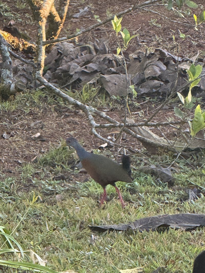Un visitante en el suelo de la quinta