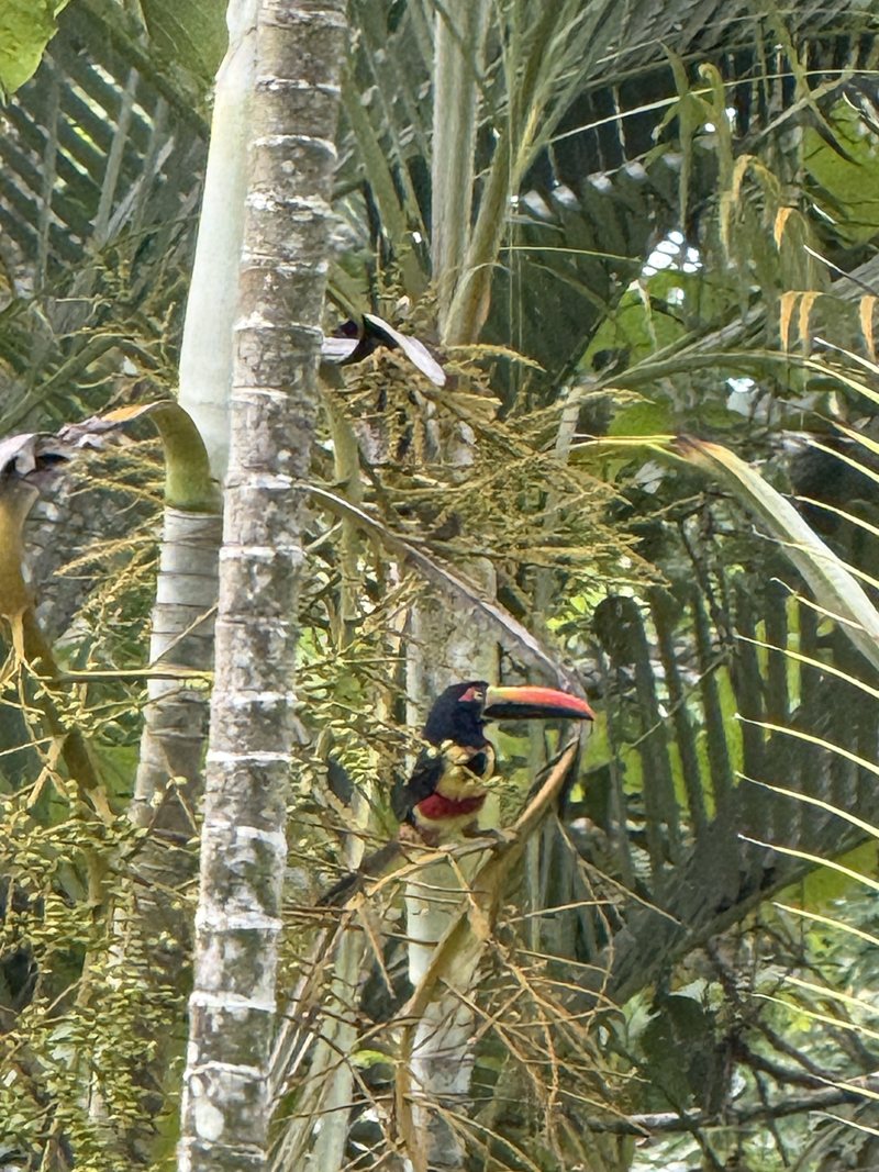 Pájaro entre las palmas