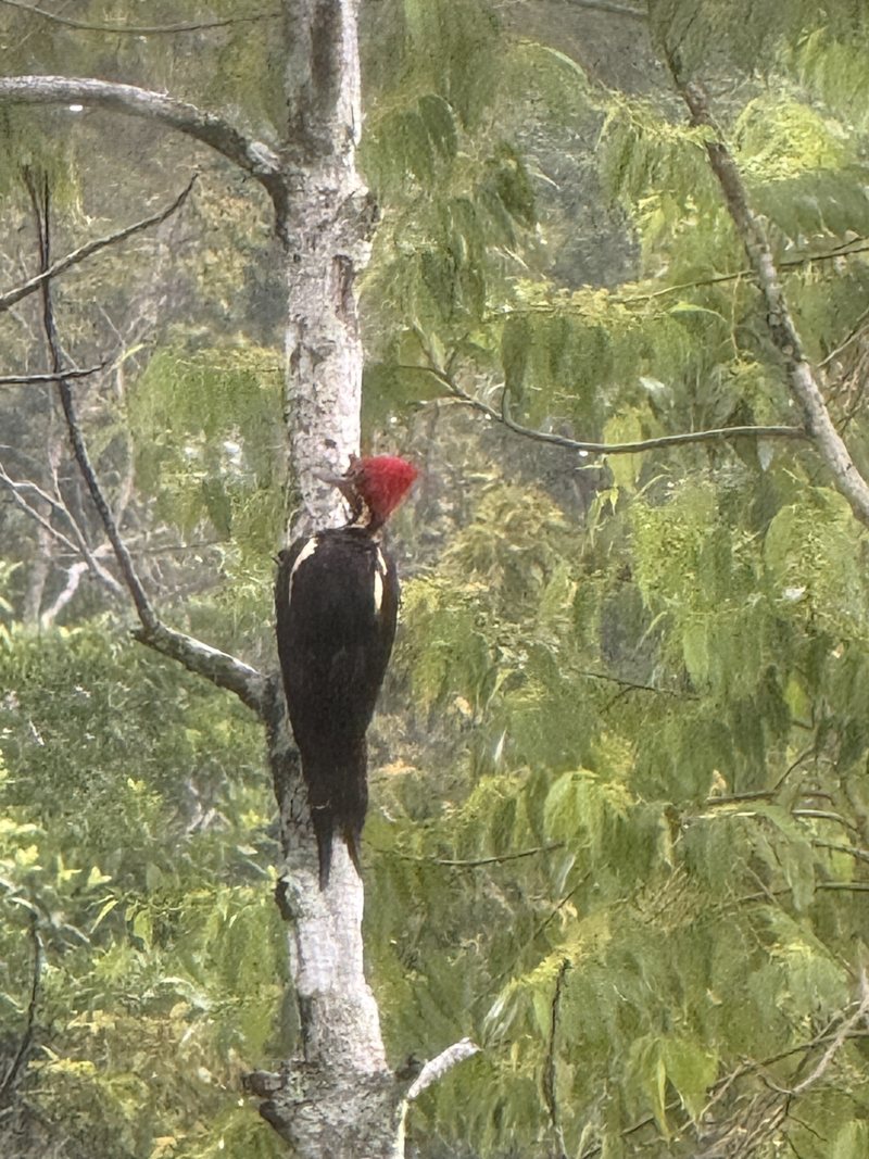 Carpintero en el tronco