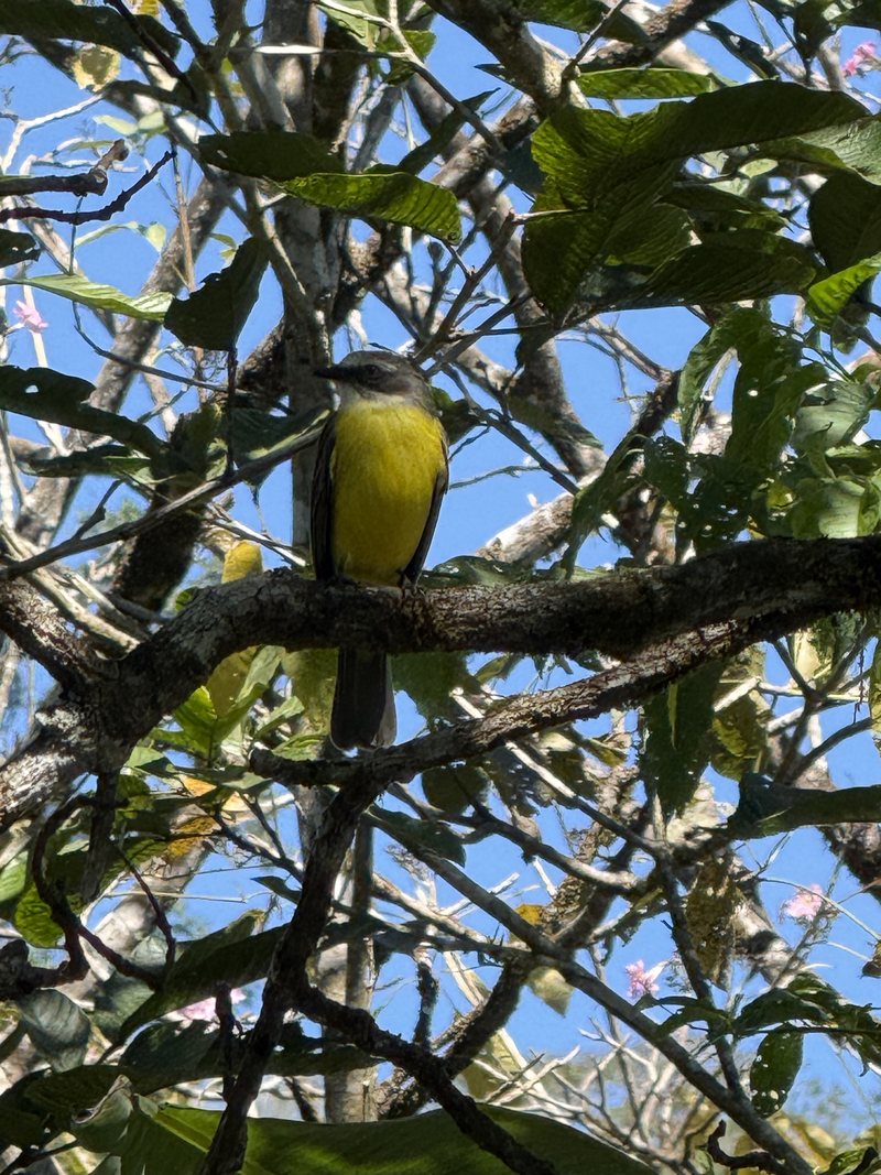 Un visitante de pecho amarillo