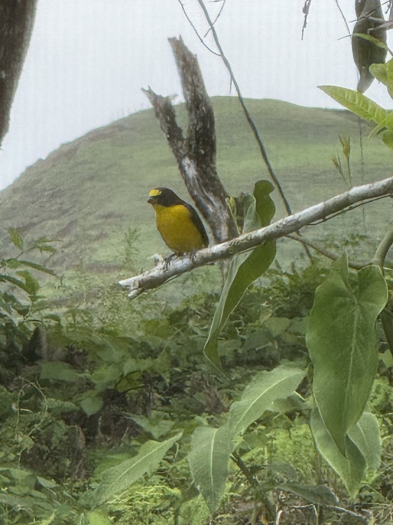 Un pájaro pequeño entre las hojas
